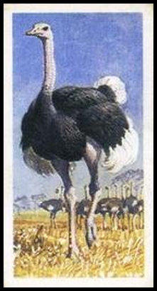 1 Ostrich